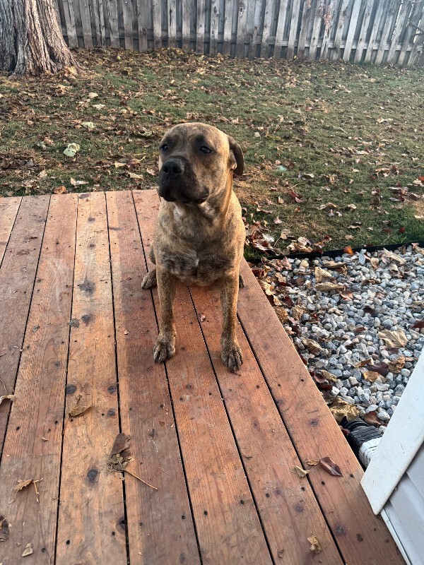 Picture of the Animal Listed