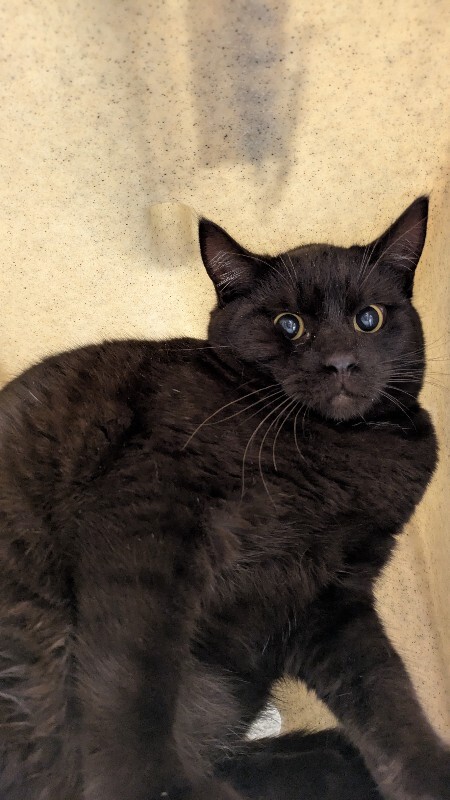 Picture of the Animal Listed