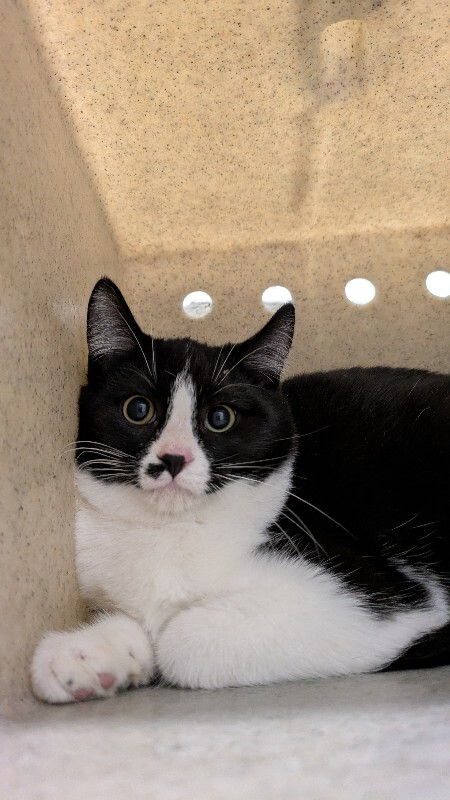 Picture of the Animal Listed