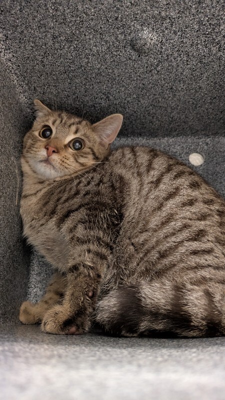 Picture of the Animal Listed