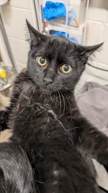 Picture of the Animal Listed