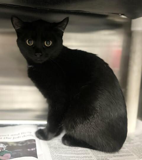 Picture of the Animal Listed