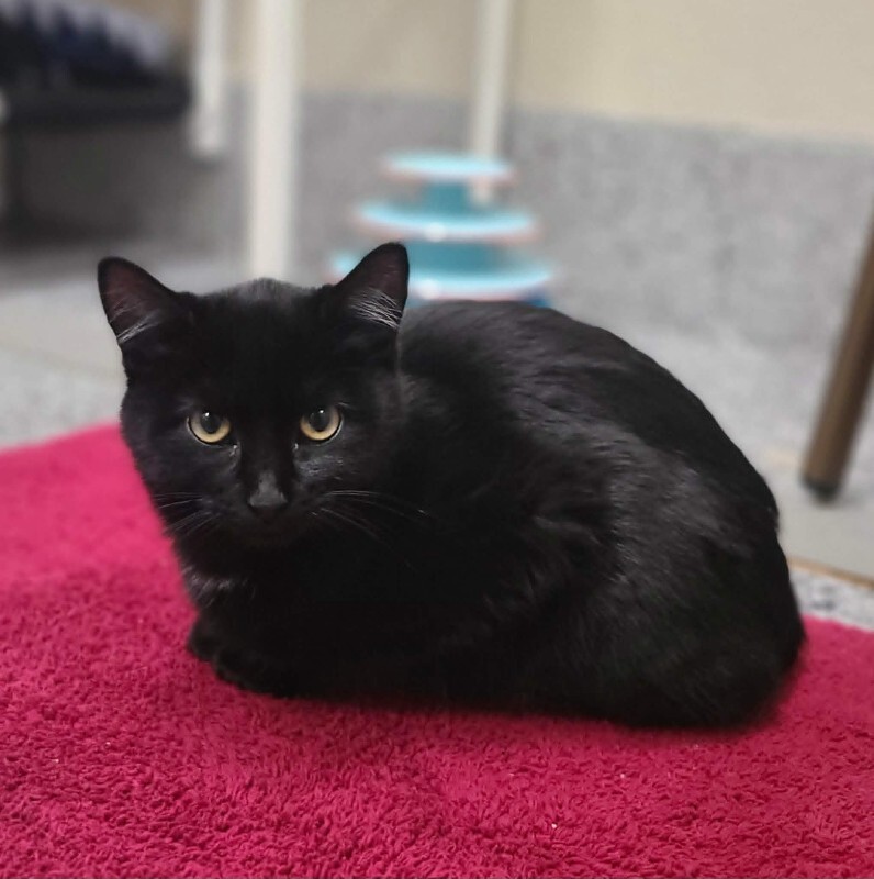 Picture of the Animal Listed