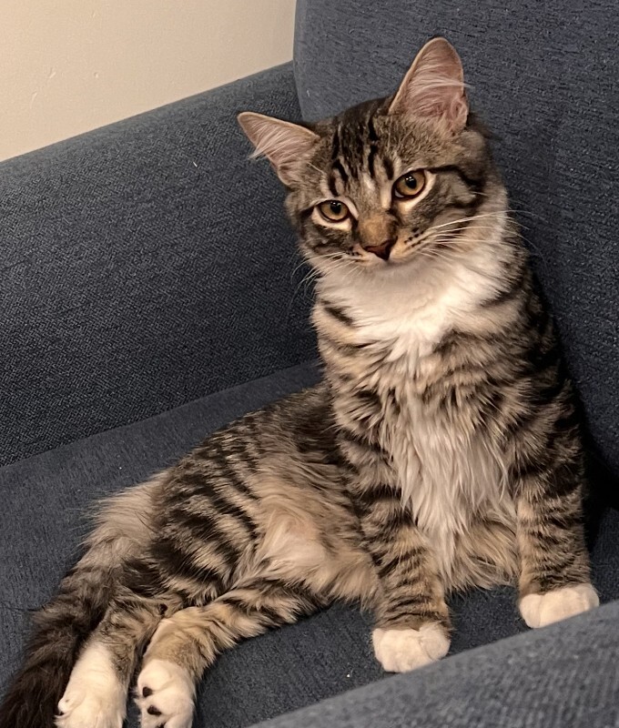 Picture of the Animal Listed