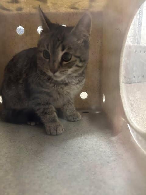 Picture of the Animal Listed