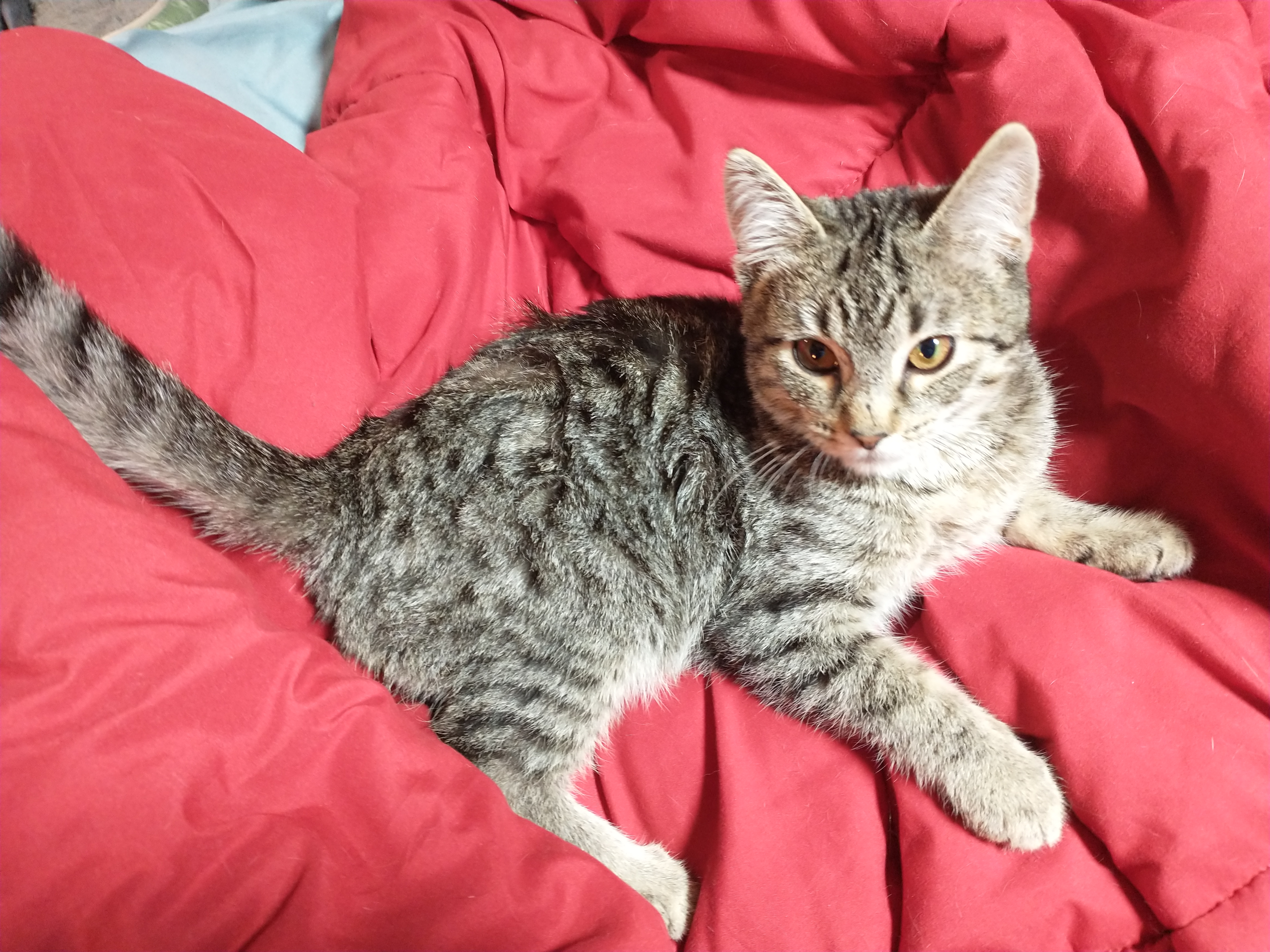 Picture of the Animal Listed