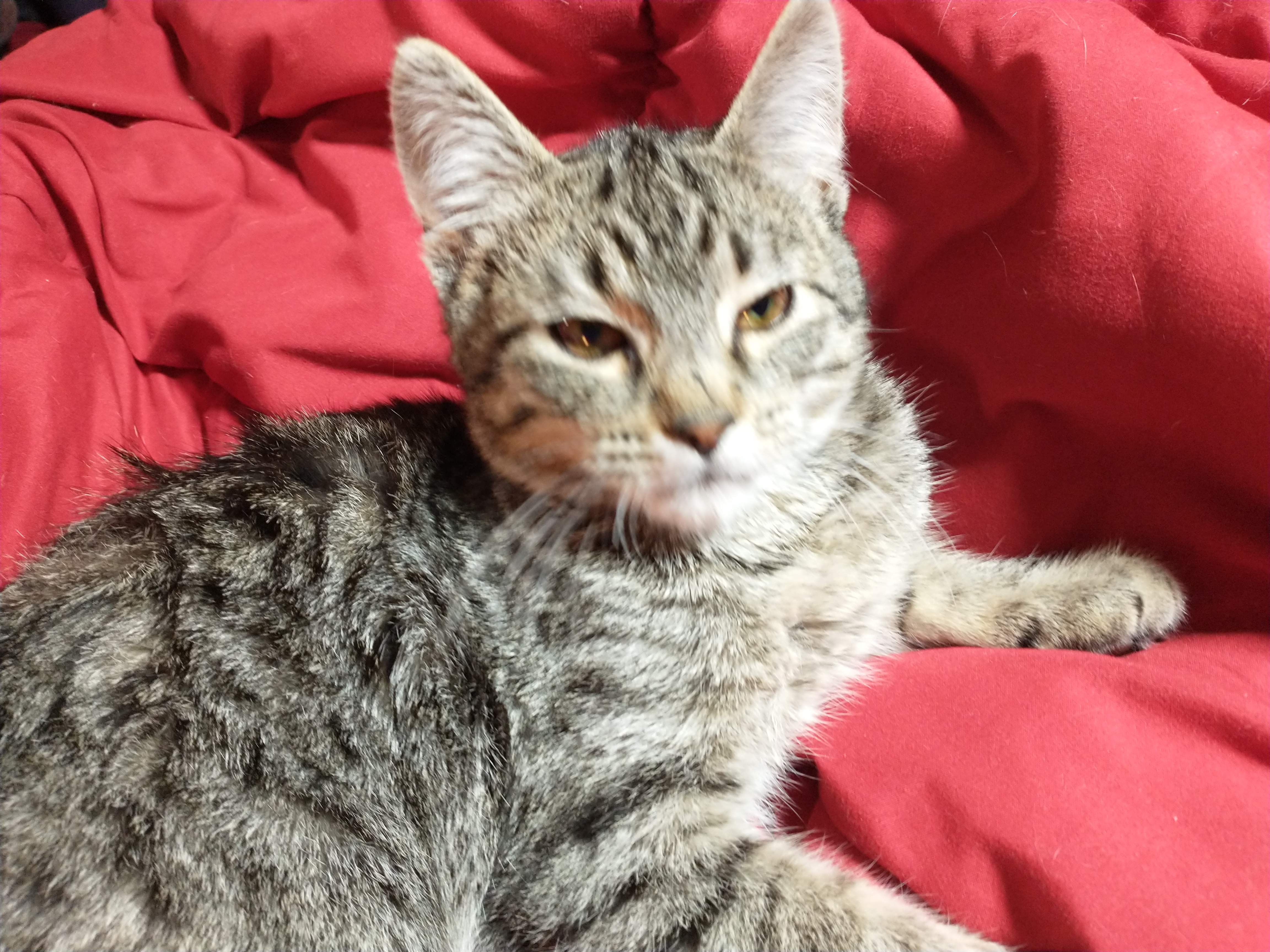 Picture of the Animal Listed