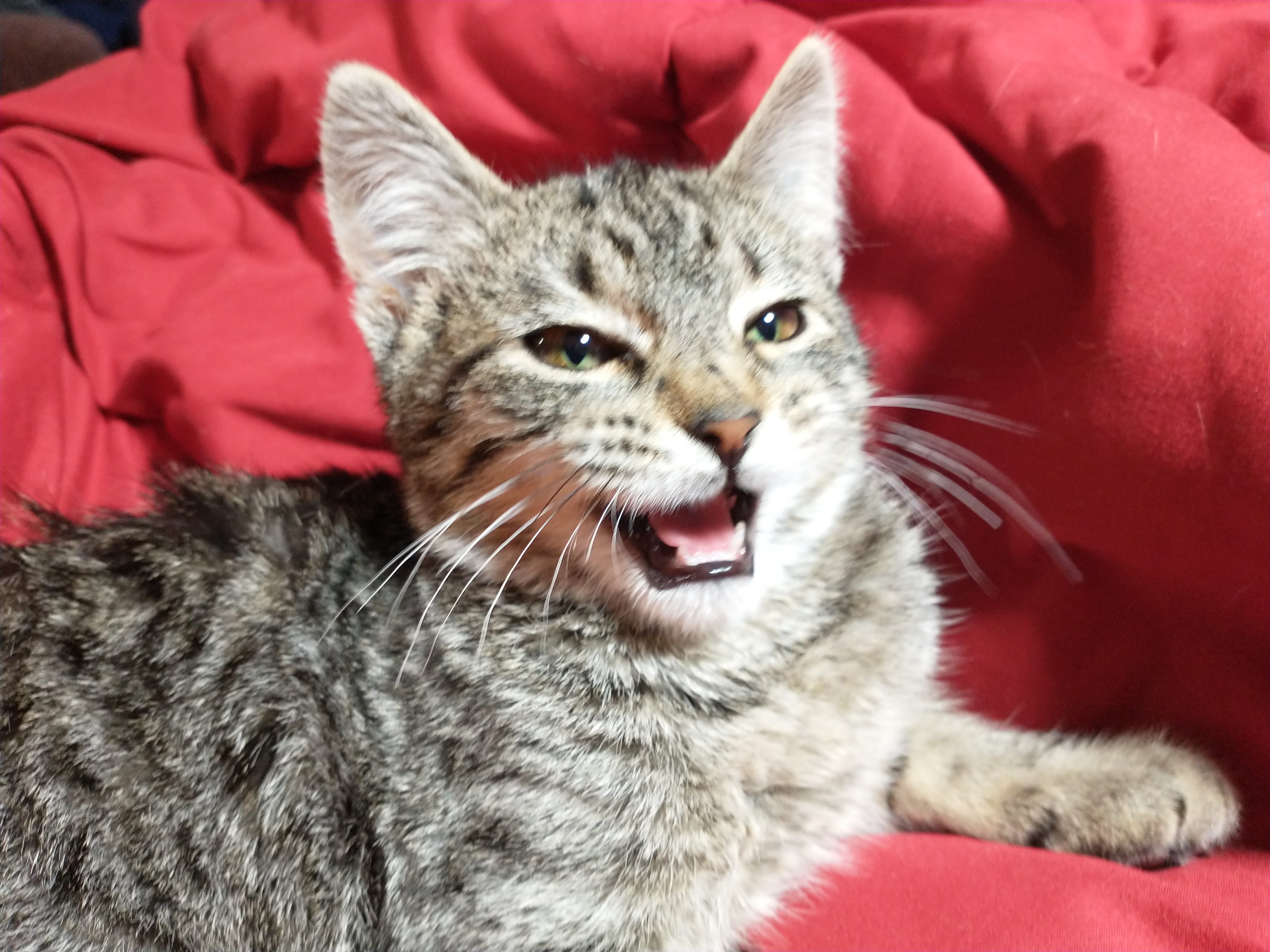 Picture of the Animal Listed