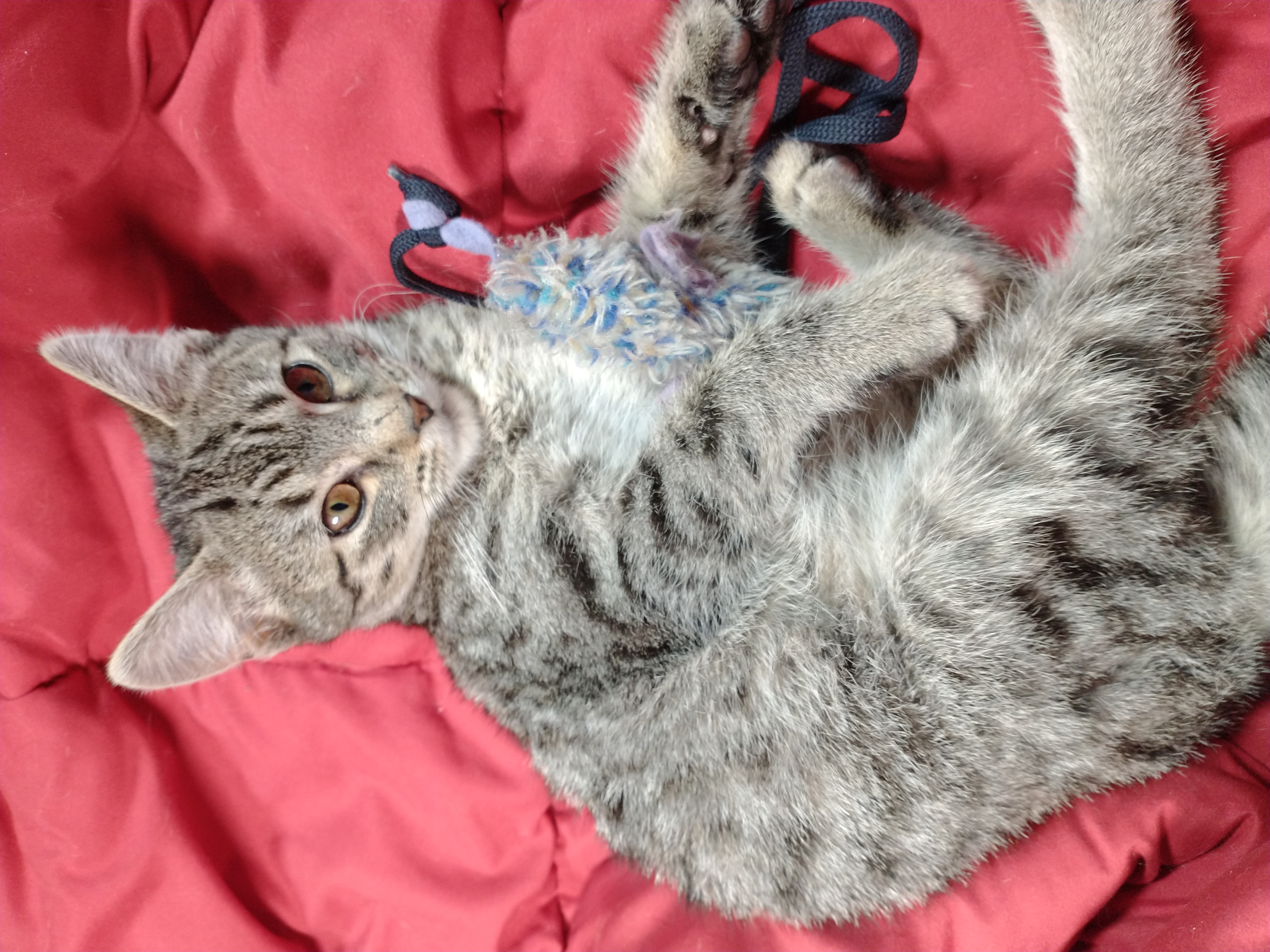 Picture of the Animal Listed