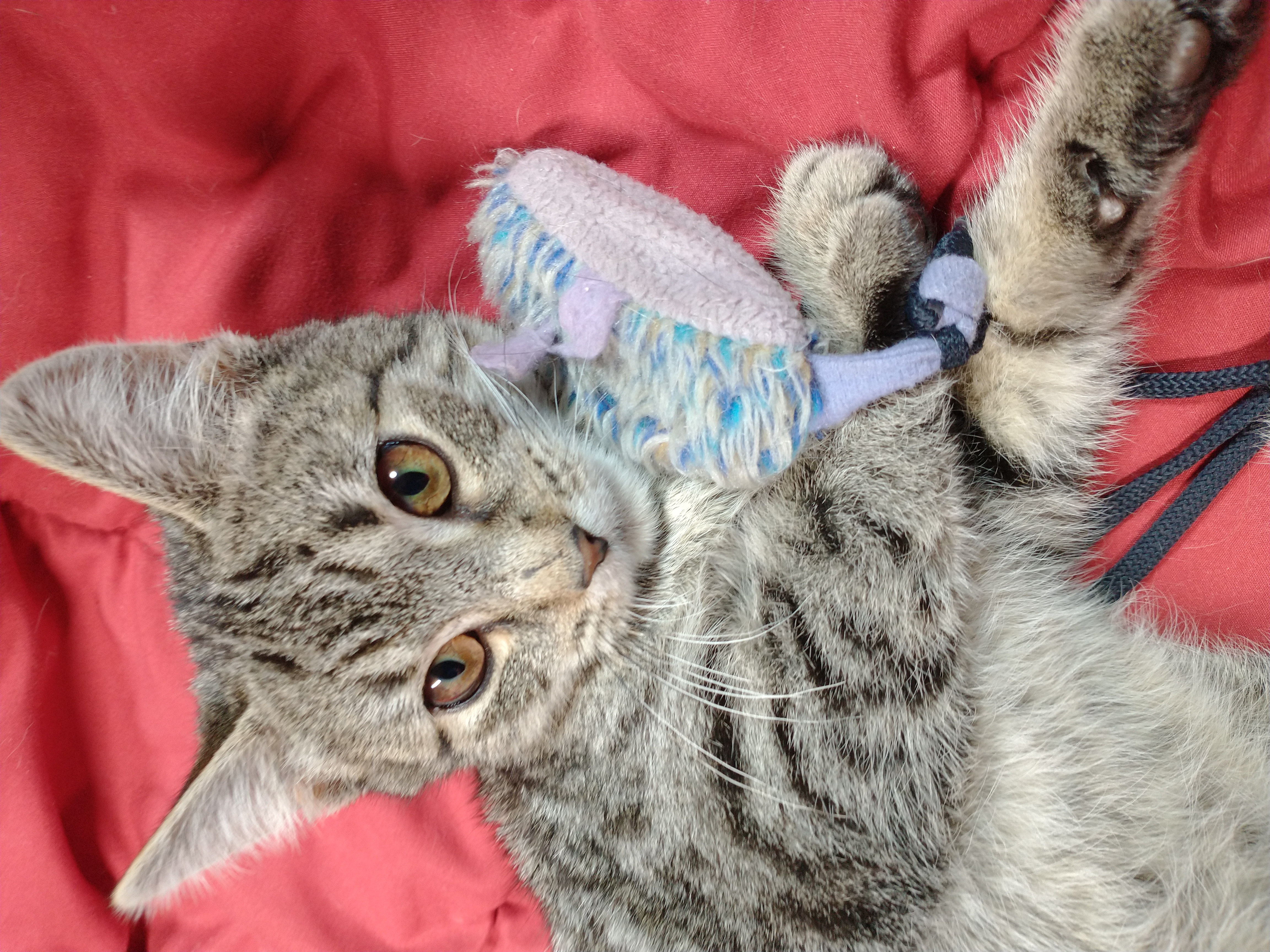 Picture of the Animal Listed