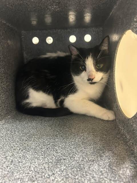 Picture of the Animal Listed