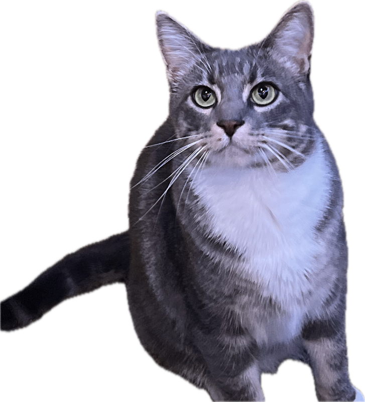 Picture of the Animal Listed