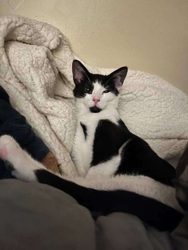 Picture of the Animal Listed