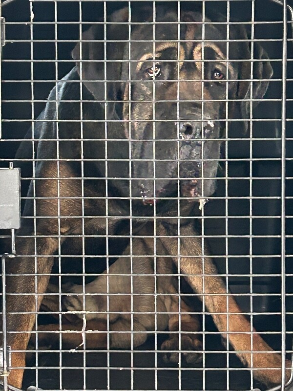 Picture of the Animal Listed