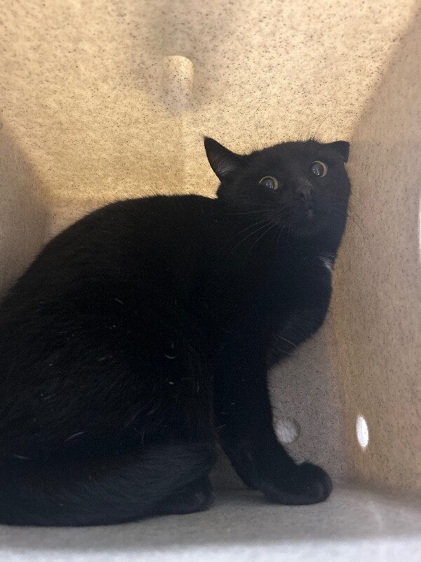 Picture of the Animal Listed