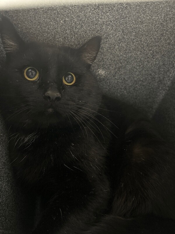 Picture of the Animal Listed