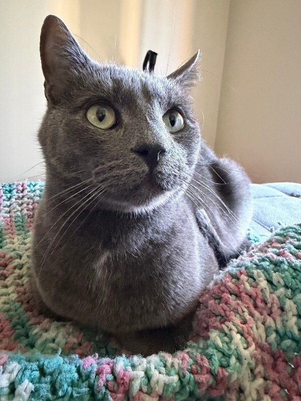 Picture of the Animal Listed