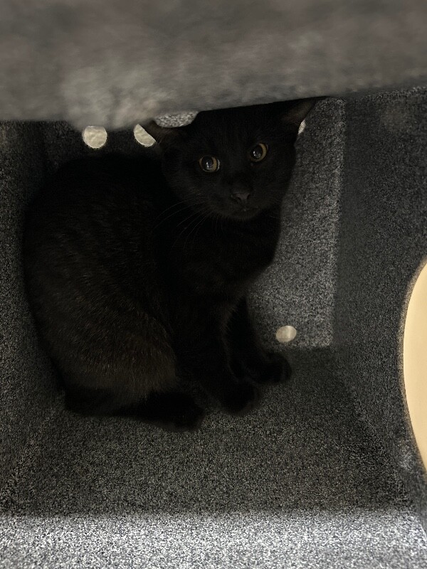 Picture of the Animal Listed