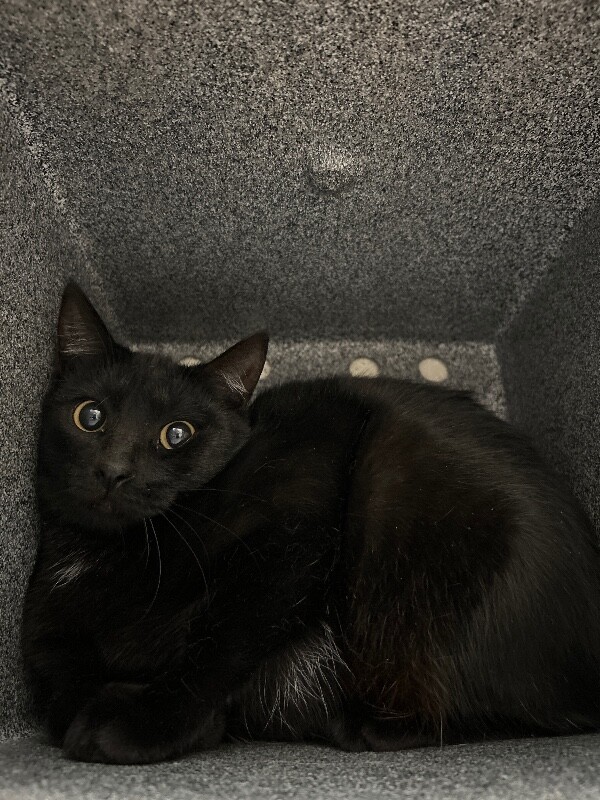 Picture of the Animal Listed