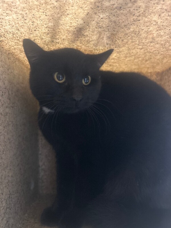 Picture of the Animal Listed