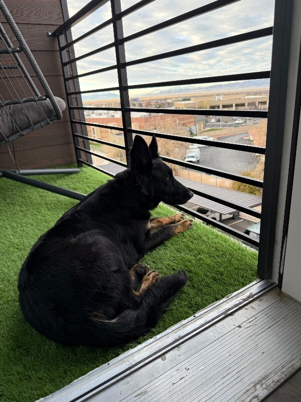 Picture of the Animal Listed