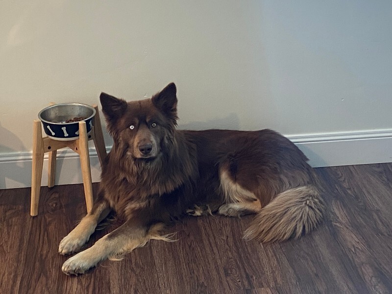 Picture of the Animal Listed