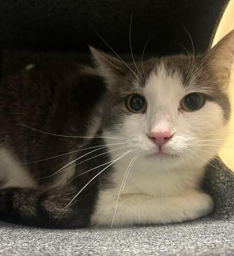 Picture of the Animal Listed