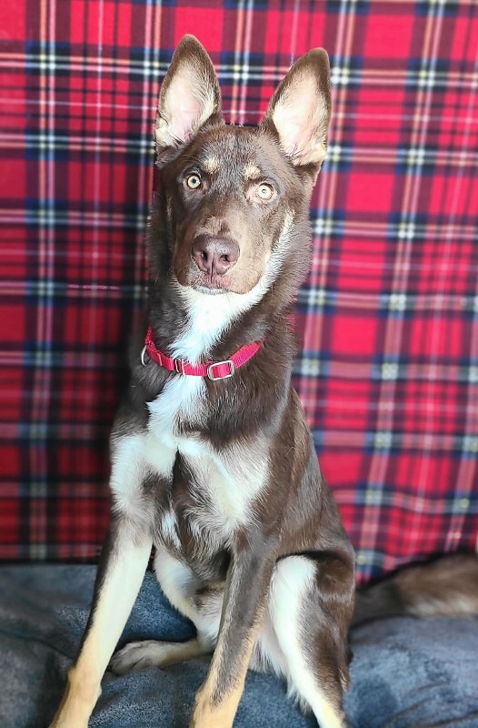 Picture of the Animal Listed