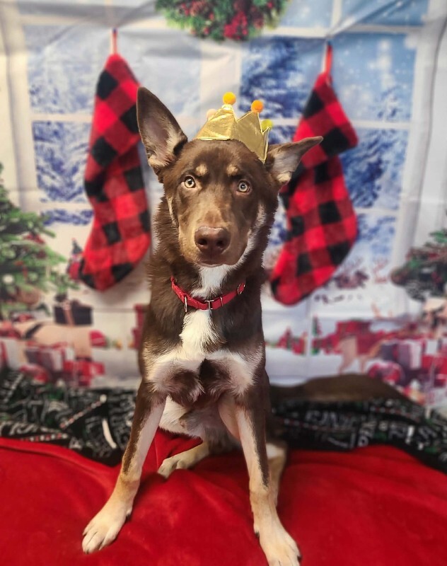 Picture of the Animal Listed