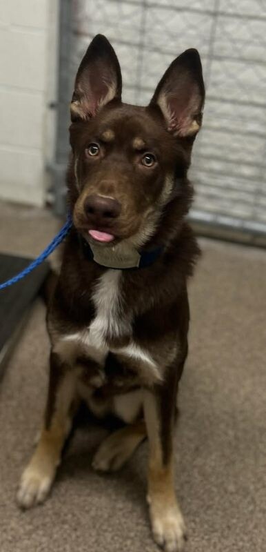 Picture of the Animal Listed