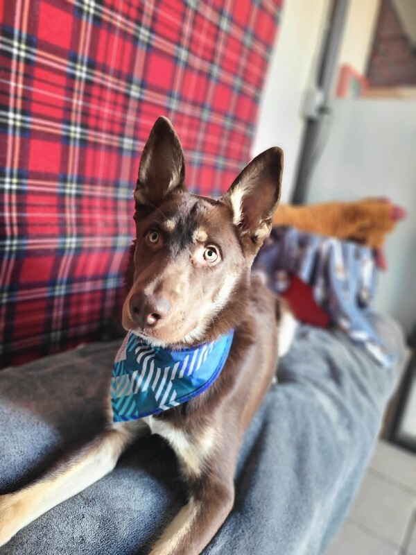 Picture of the Animal Listed