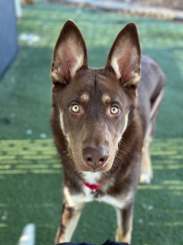 Picture of the Animal Listed