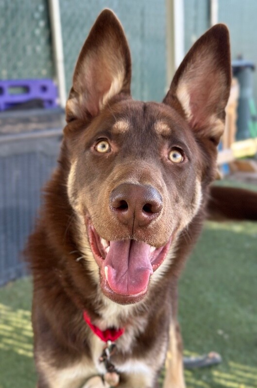 Picture of the Animal Listed