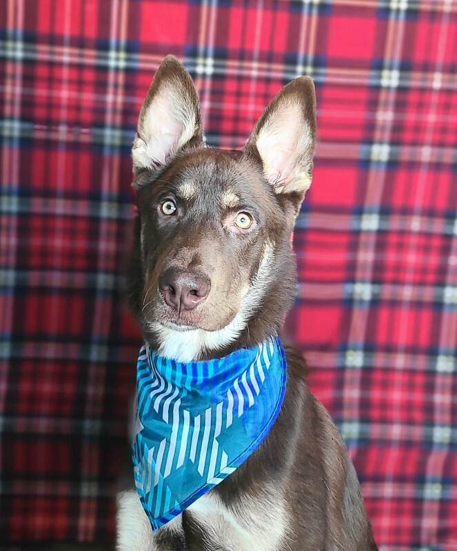 Picture of the Animal Listed