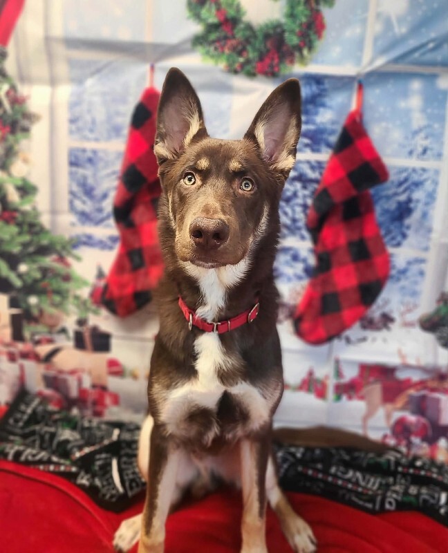 Picture of the Animal Listed