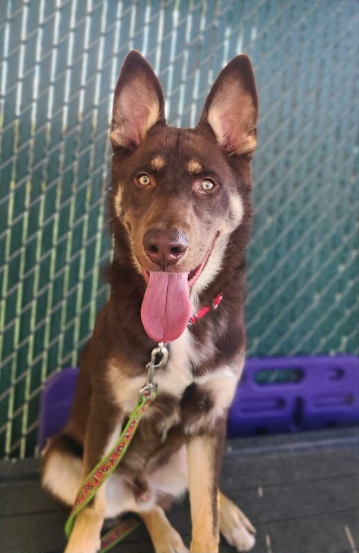 Picture of the Animal Listed