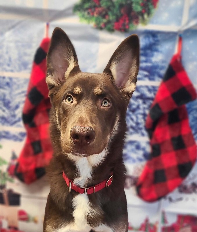 Picture of the Animal Listed