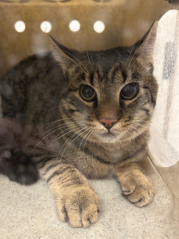 Picture of the Animal Listed