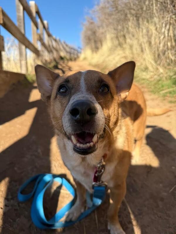 Picture of the Animal Listed