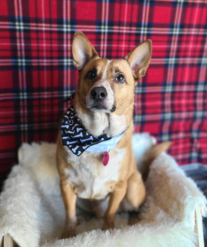 Picture of the Animal Listed