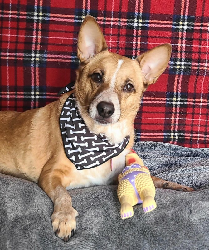 Picture of the Animal Listed