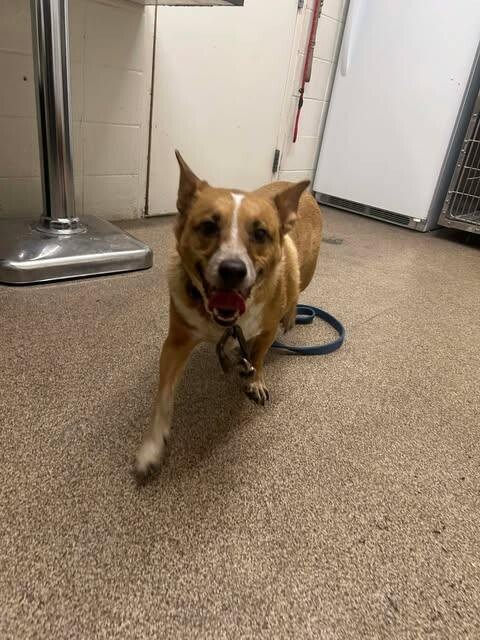 Picture of the Animal Listed