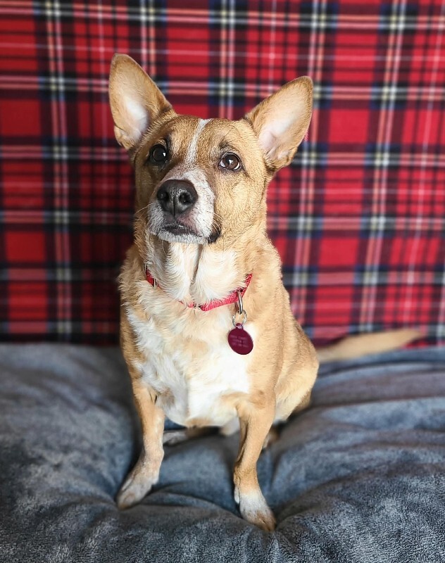 Picture of the Animal Listed