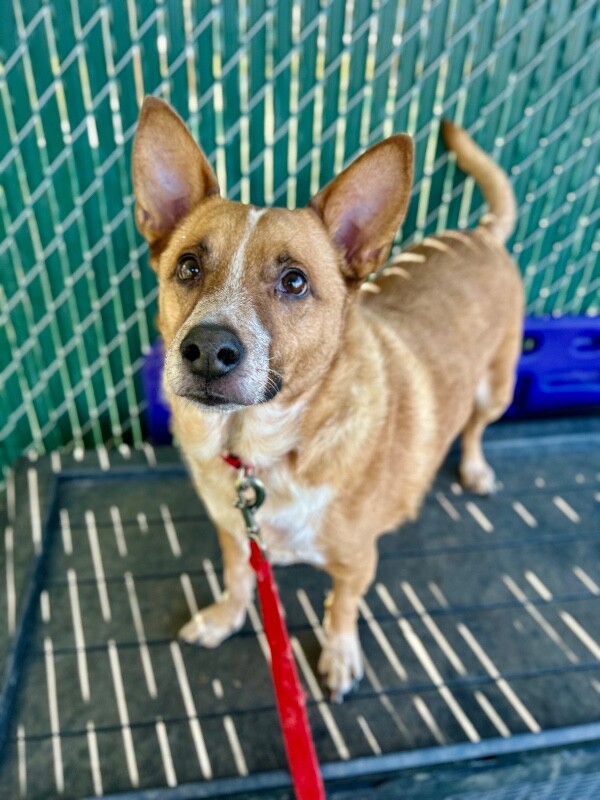 Picture of the Animal Listed