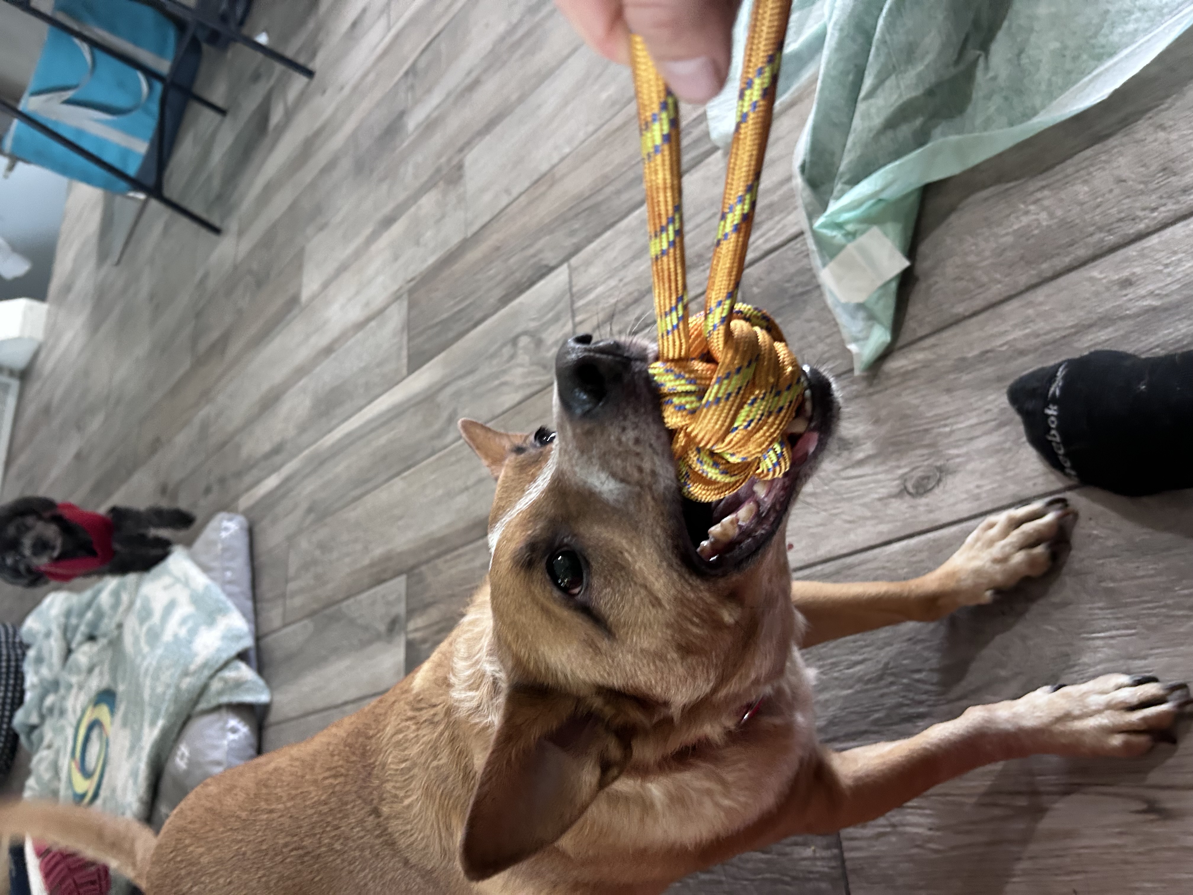 Picture of the Animal Listed