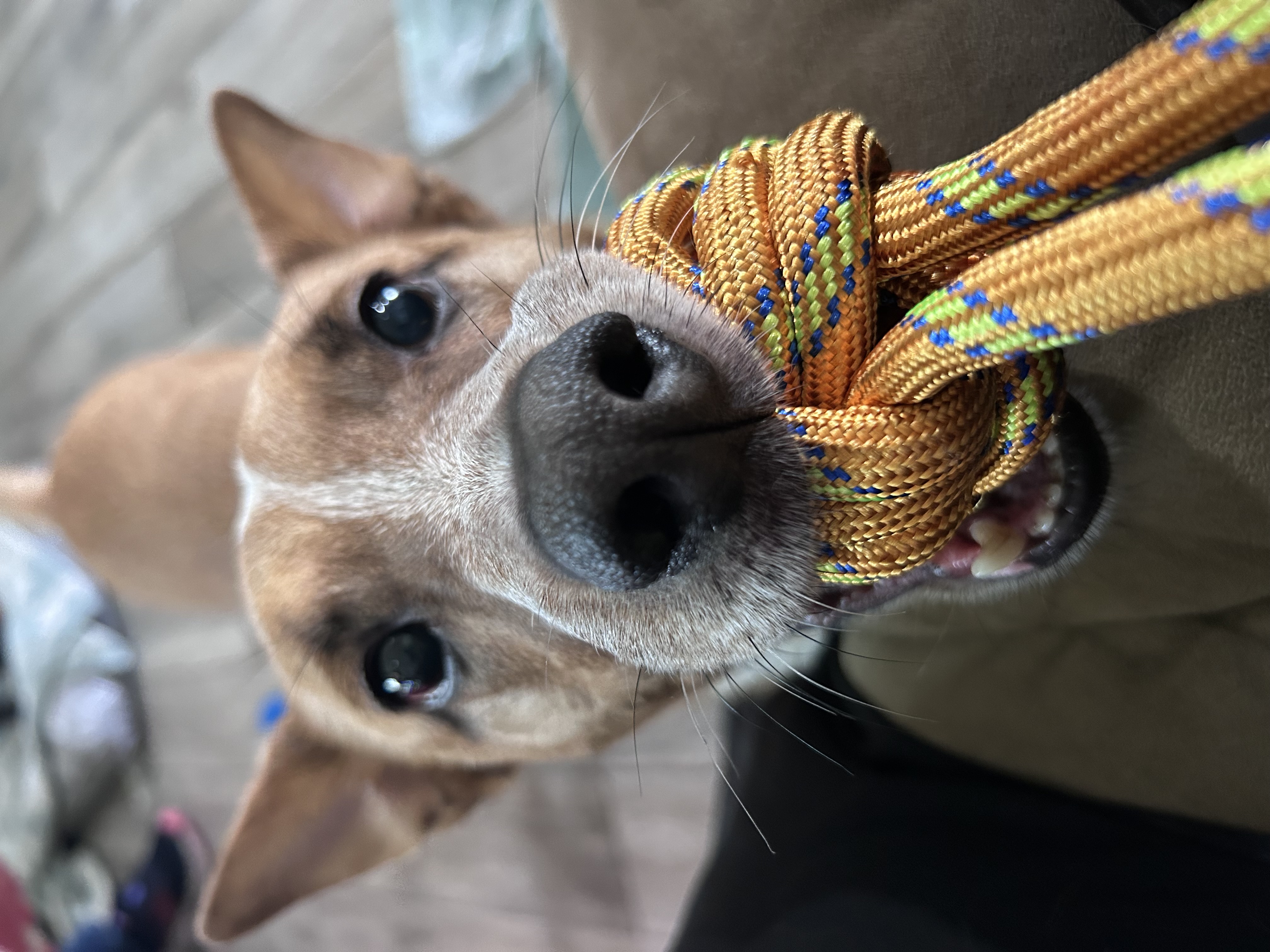 Picture of the Animal Listed