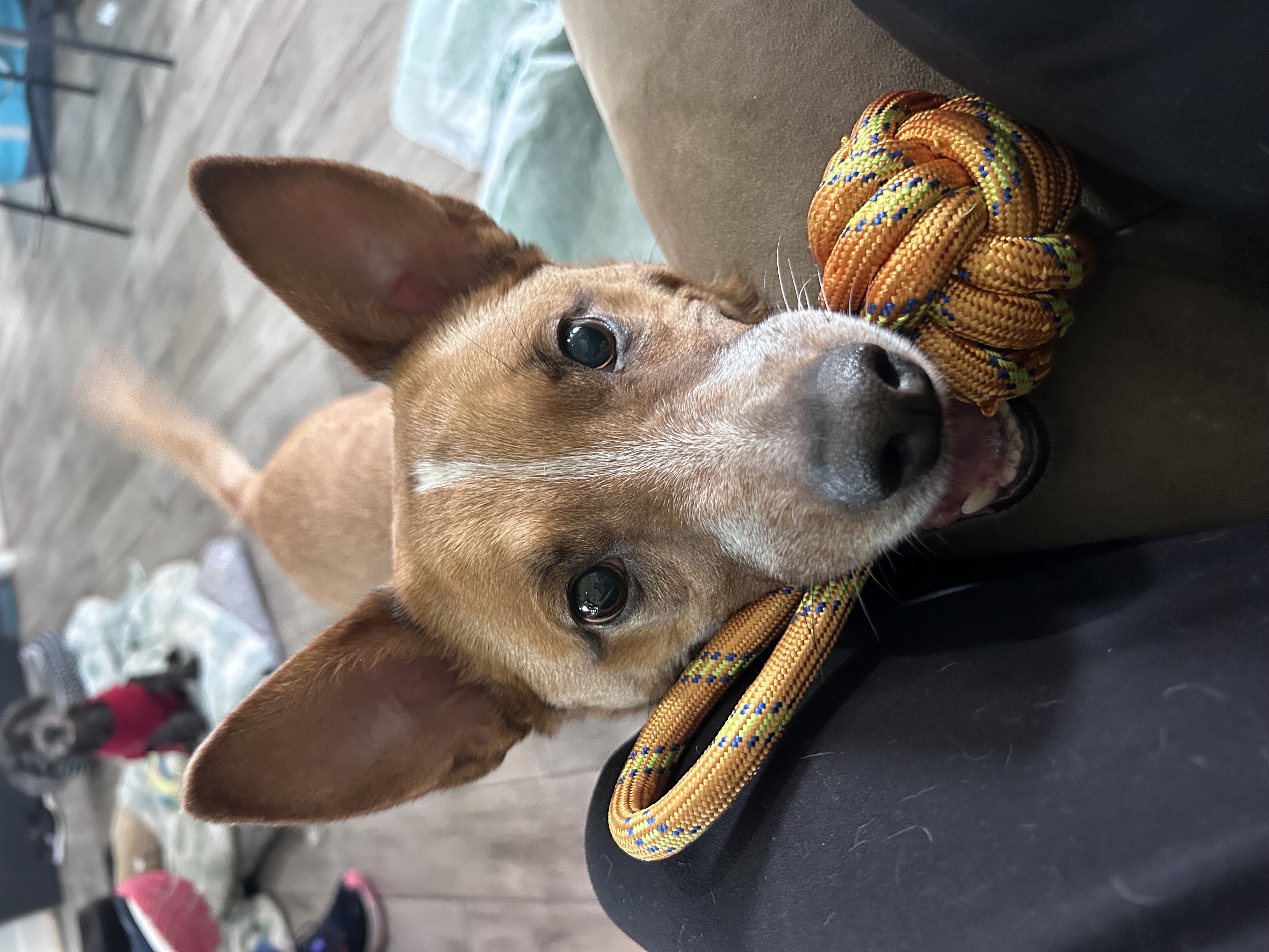 Picture of the Animal Listed