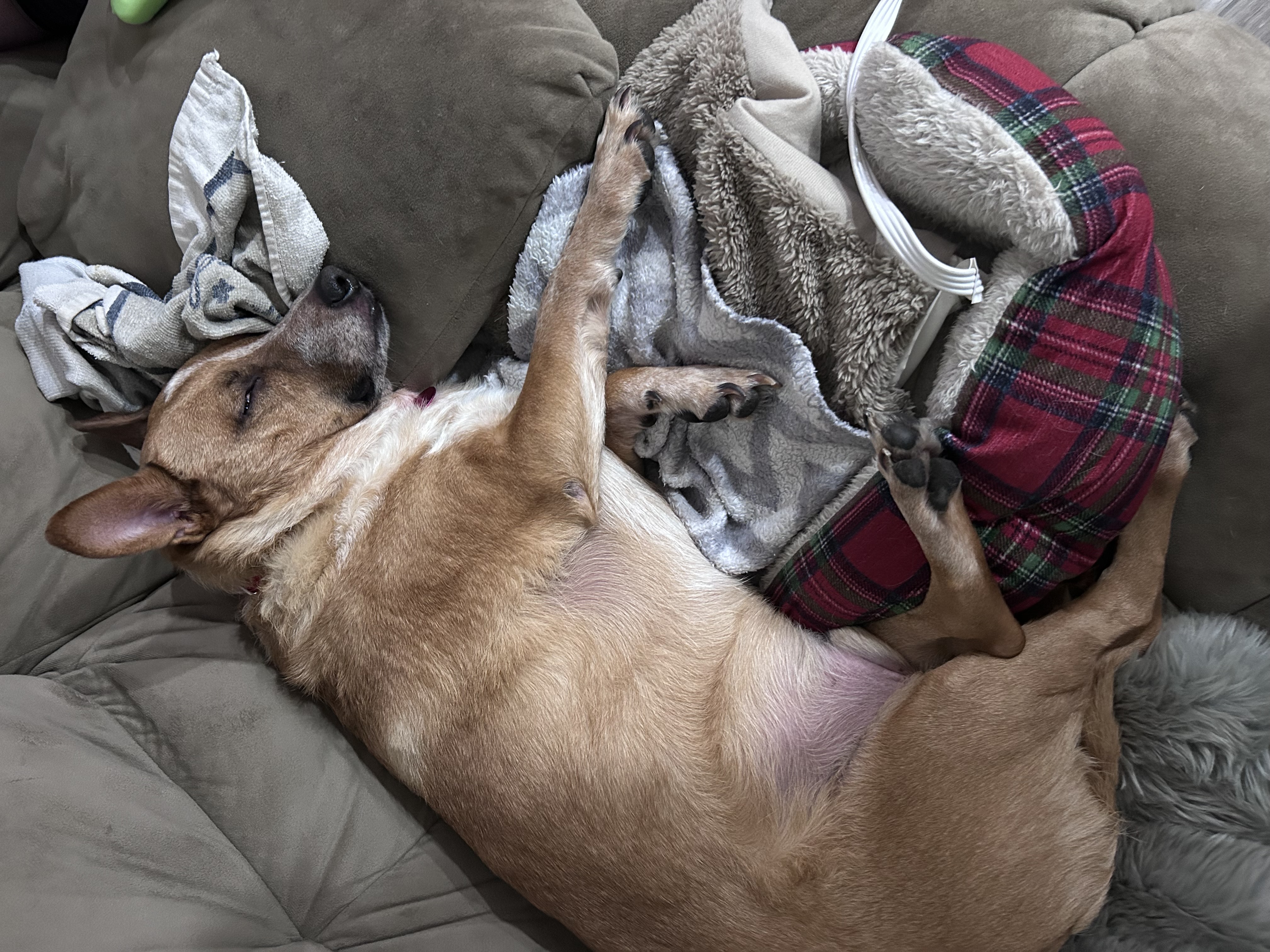 Picture of the Animal Listed