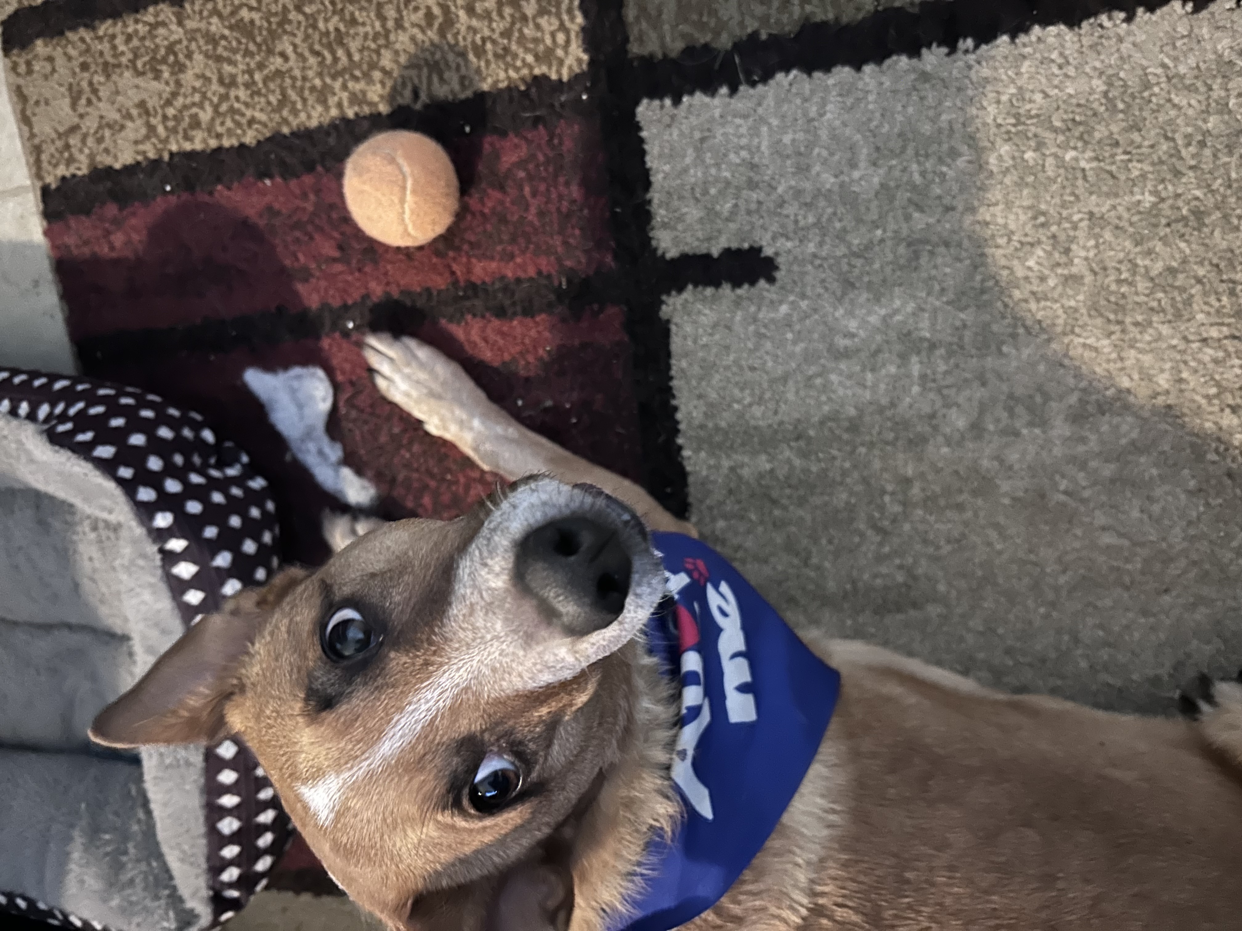 Picture of the Animal Listed