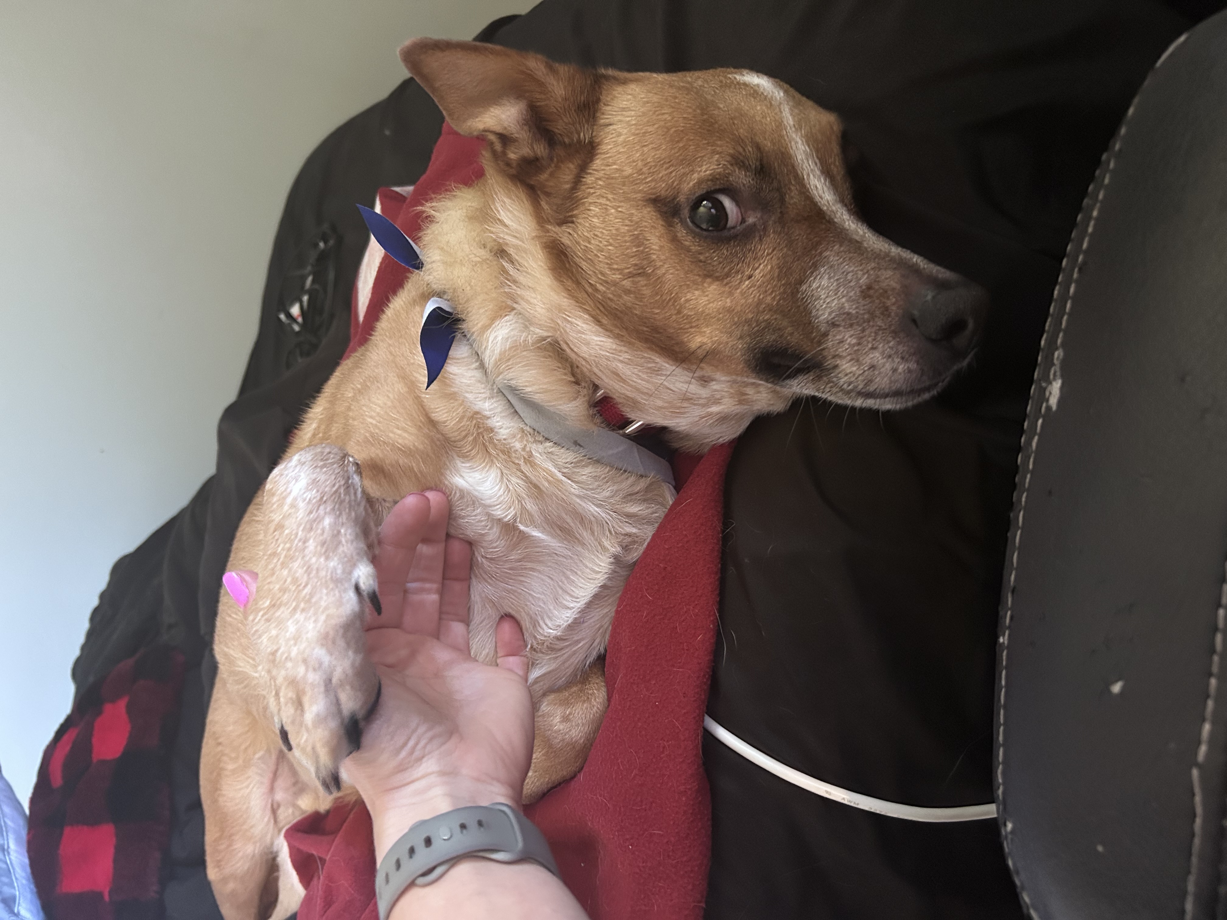 Picture of the Animal Listed